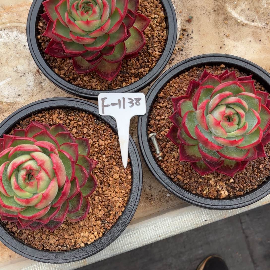 惊鸿仙子 三个一组 好看的