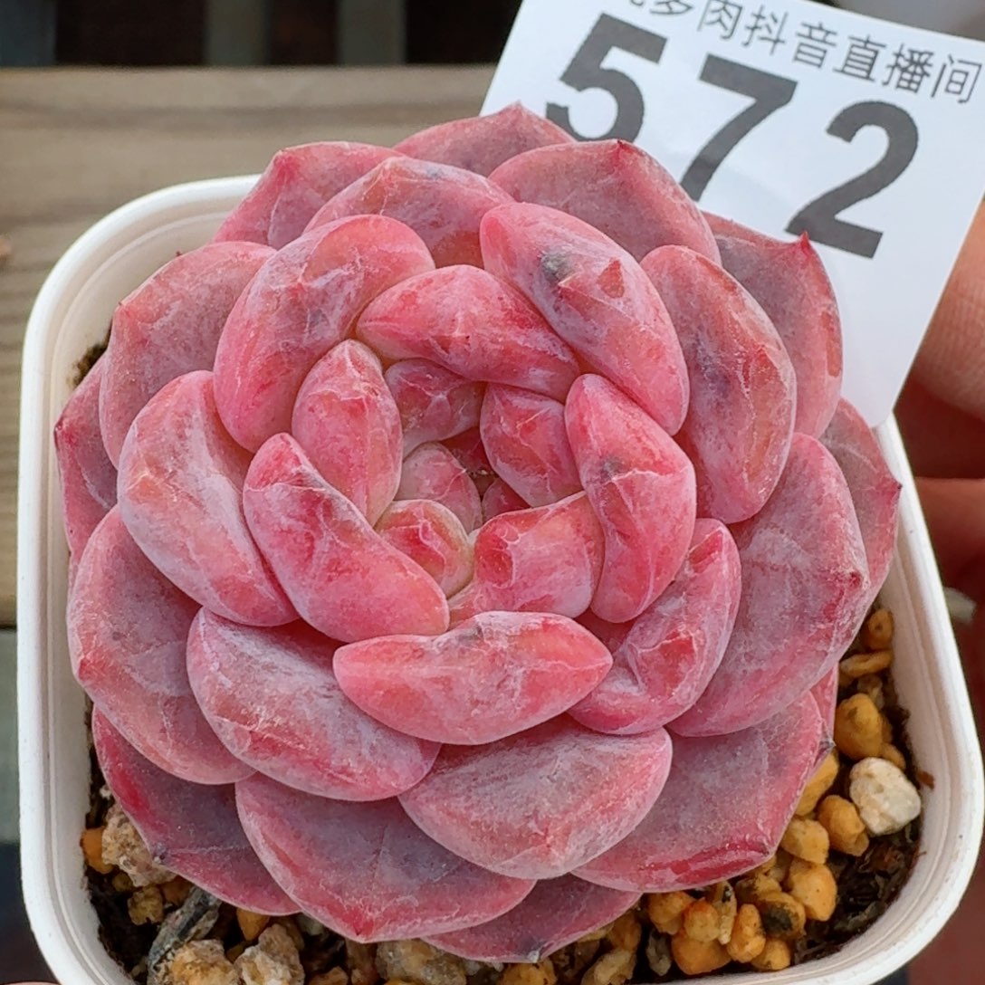 紫魄         精品多肉