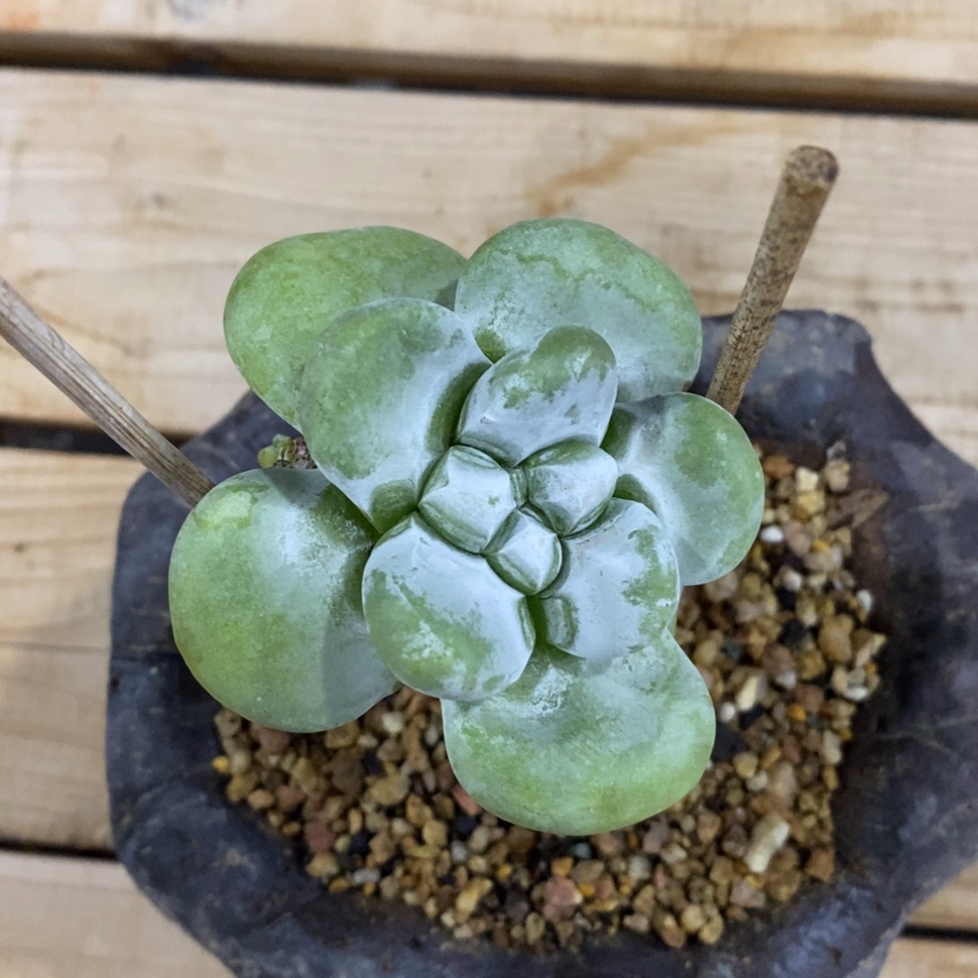 潜力股拇指寄养，糖糖和豆丁麻麻