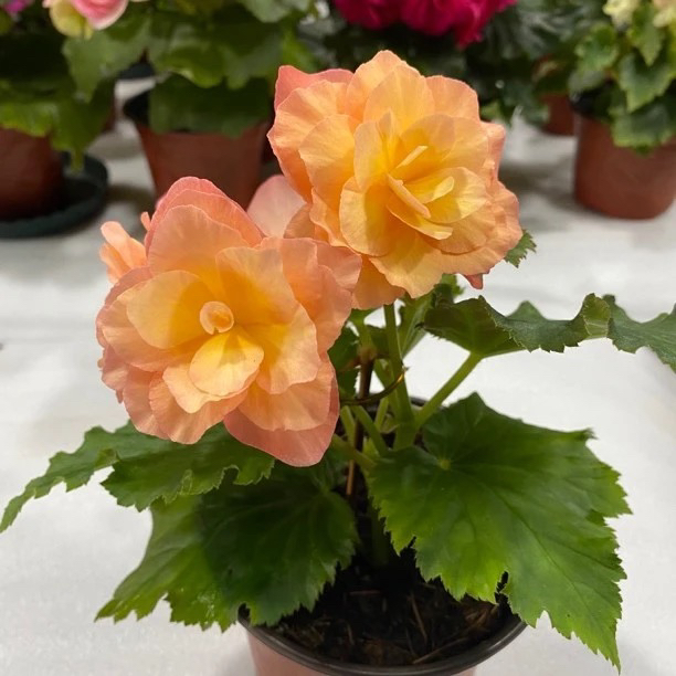 丽格海棠 甜杏（颗偏小，花苞粉色）