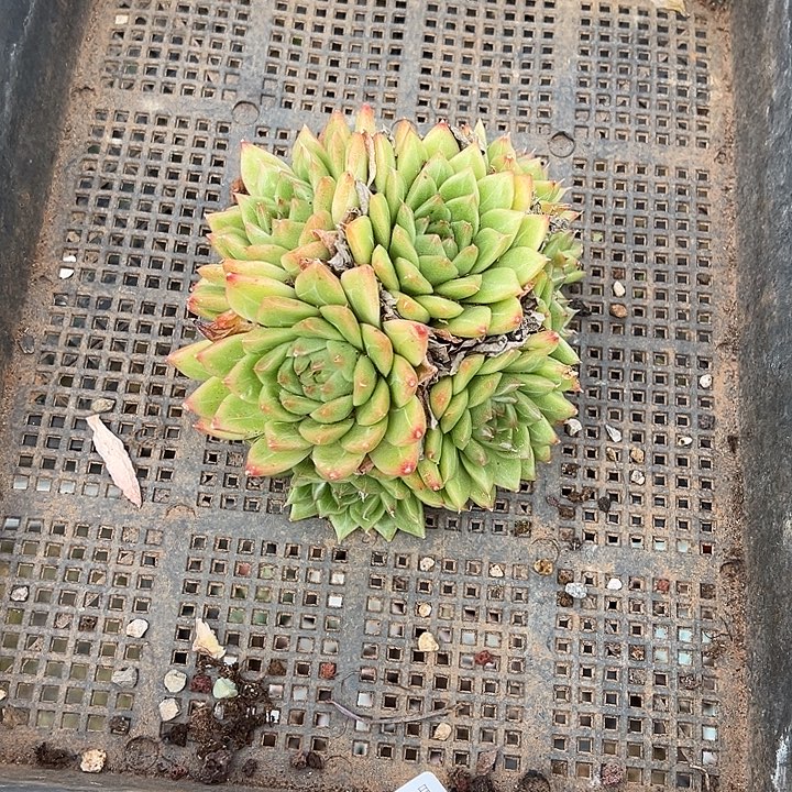 阿雅园艺。        1998麦秆