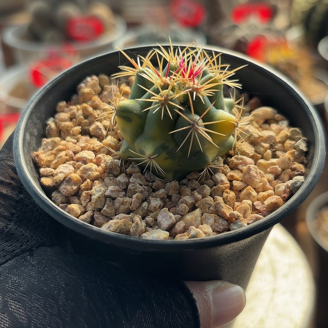 仙人球实生五彩大统领锦