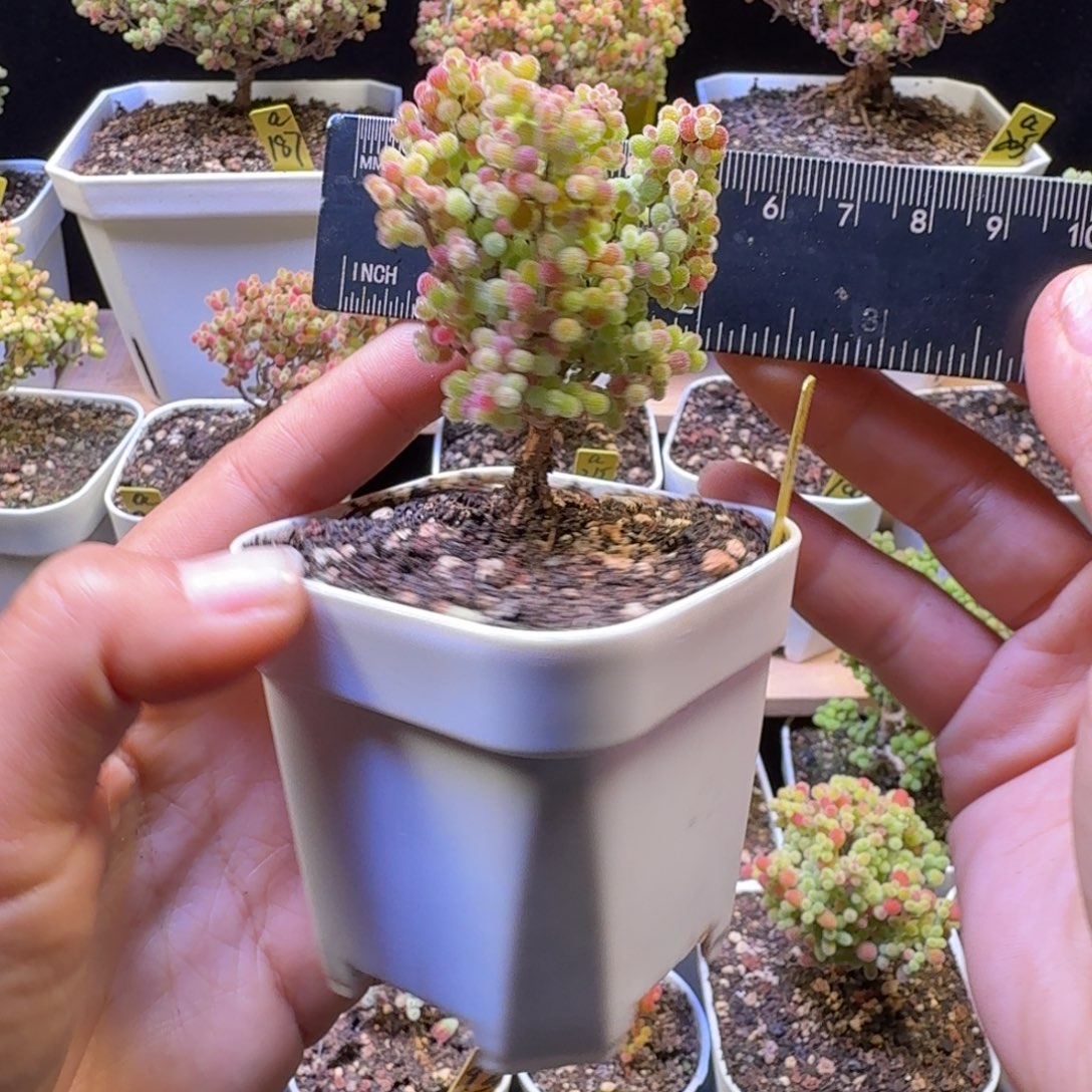 a386号橘子糖冠服5厘米左右