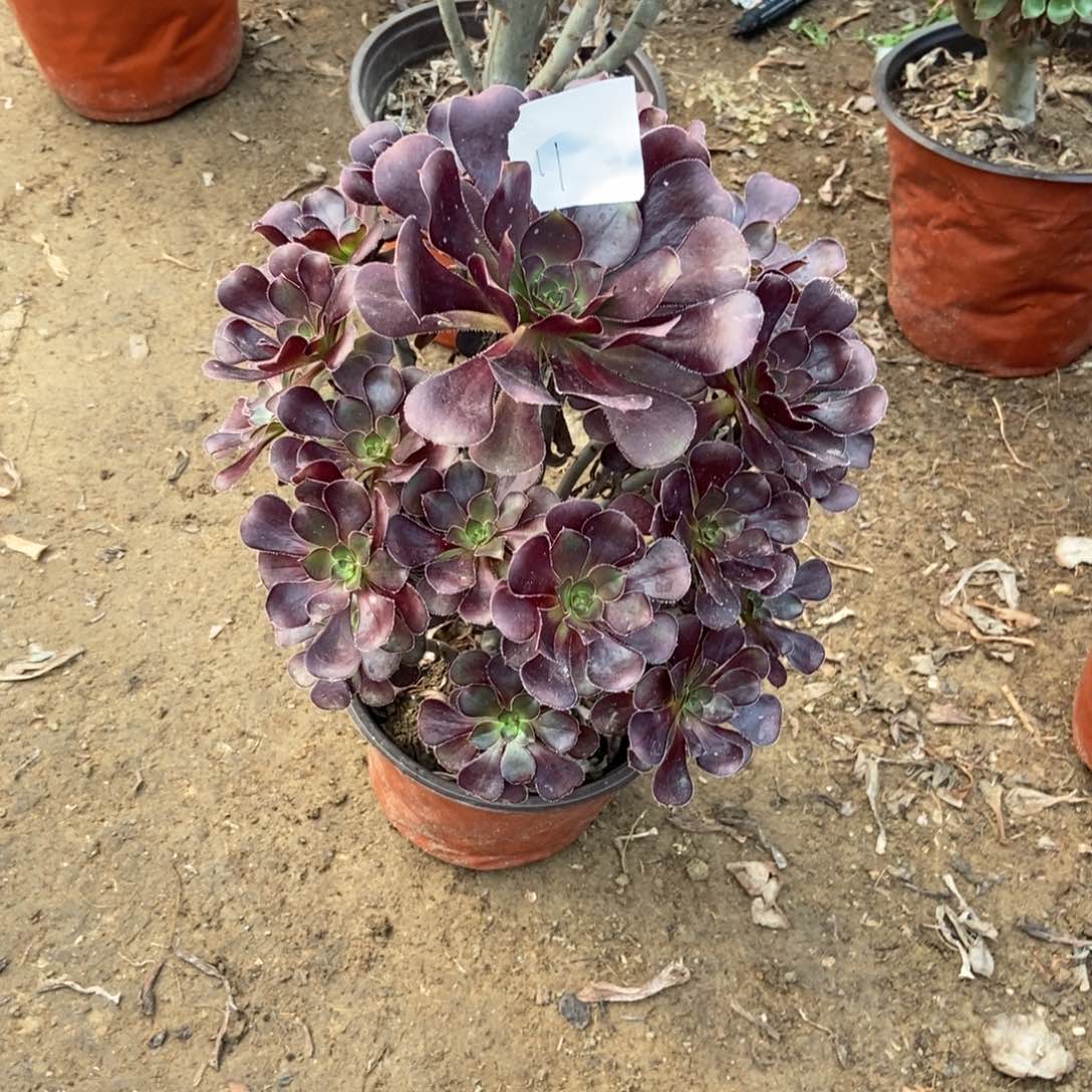 青***装无花朵11号链接原液黑法师