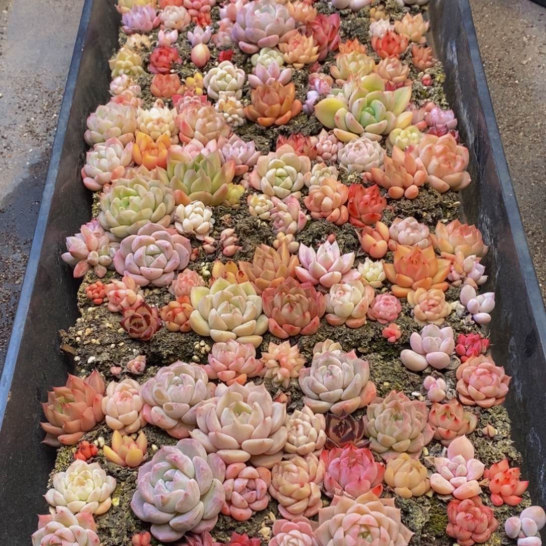 兰*?677多肉植物我都不