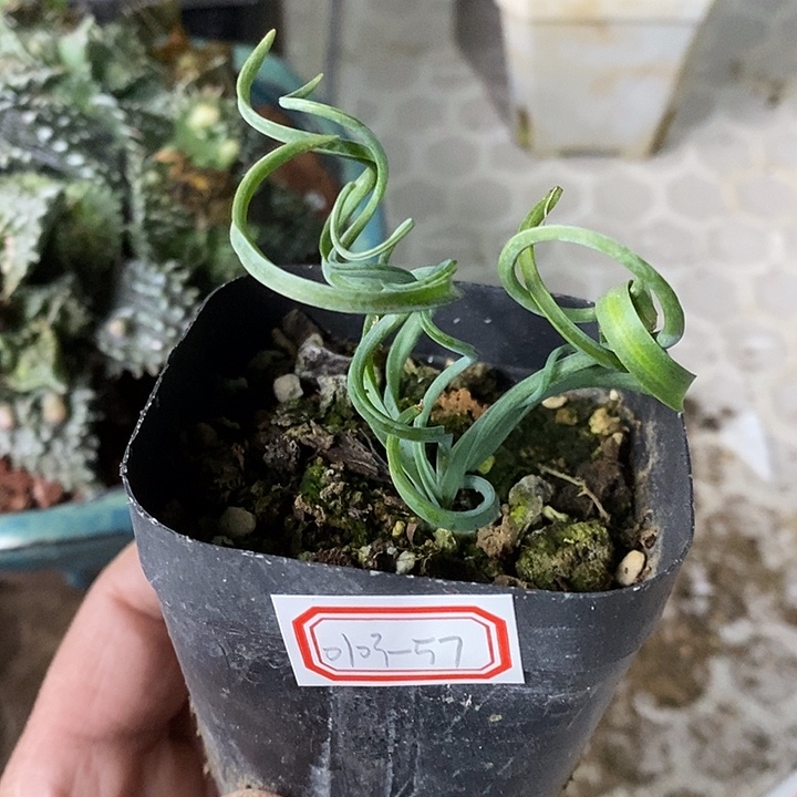 完美主义者勿拍弹簧草010357