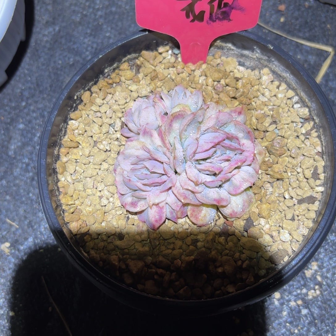 花***子哈哈哈哈哈哈哈哈哈哈哈