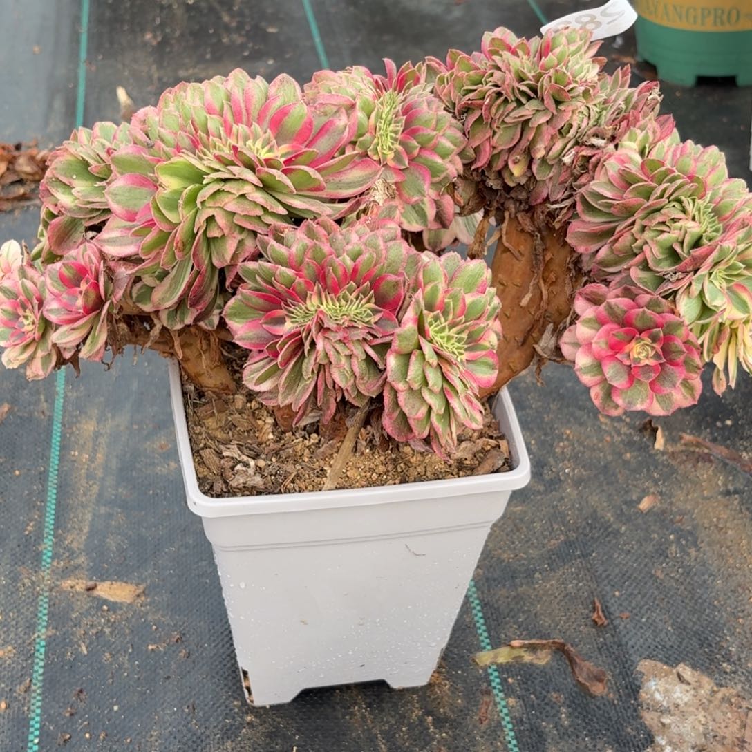 283大倾城追多肉植物福利