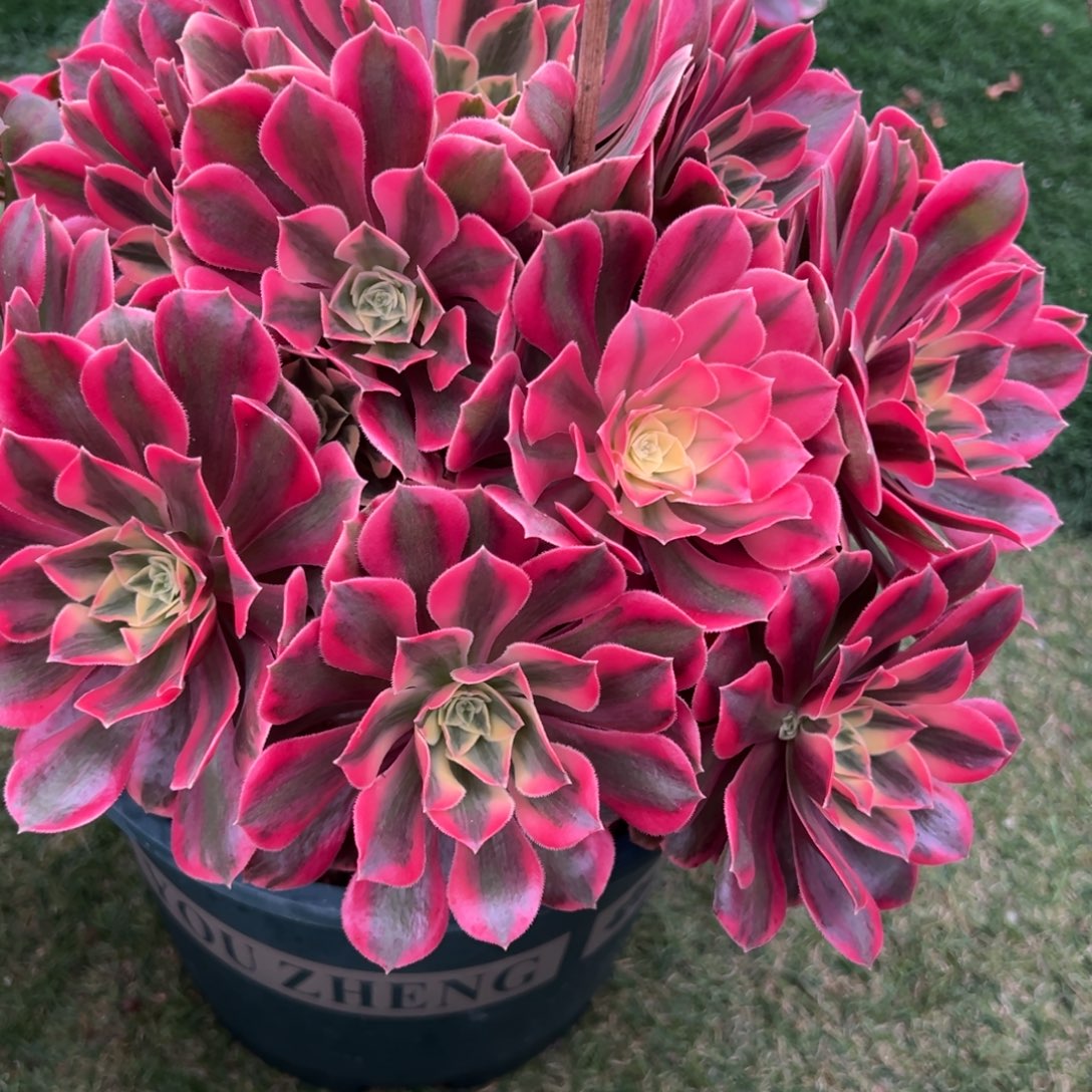 280，红粉佳人多肉植物法师