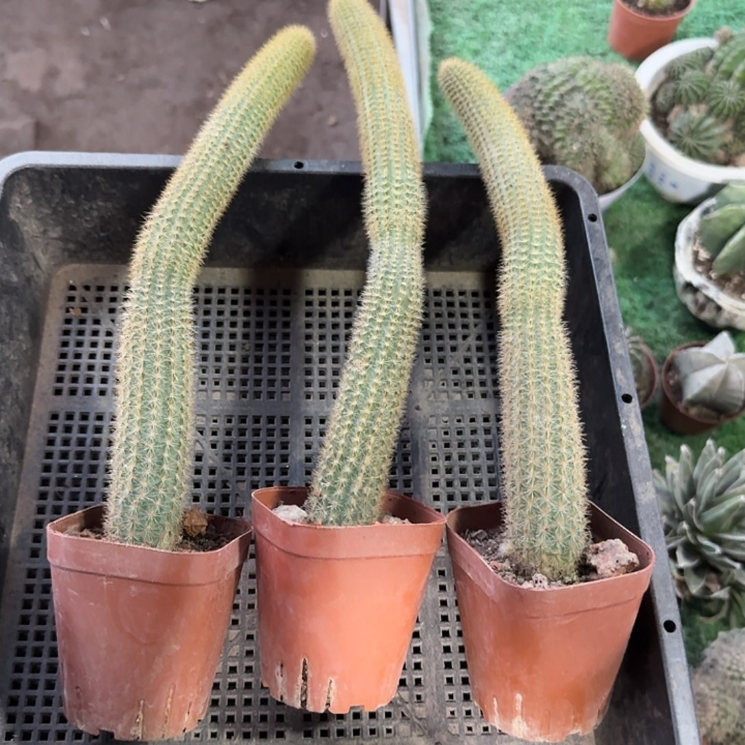 特来森运气金妞，三棵福利价