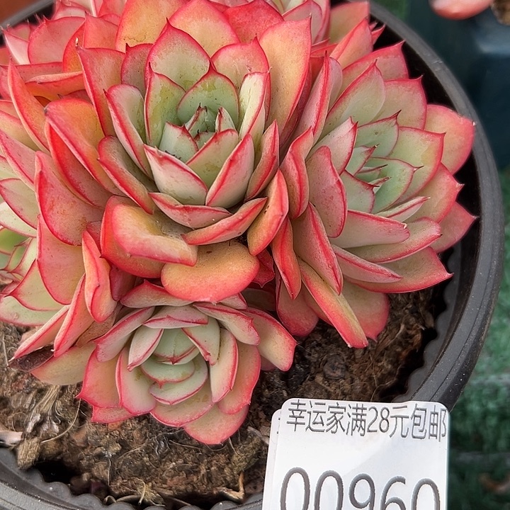 幸运的是我还没遇到过幸运