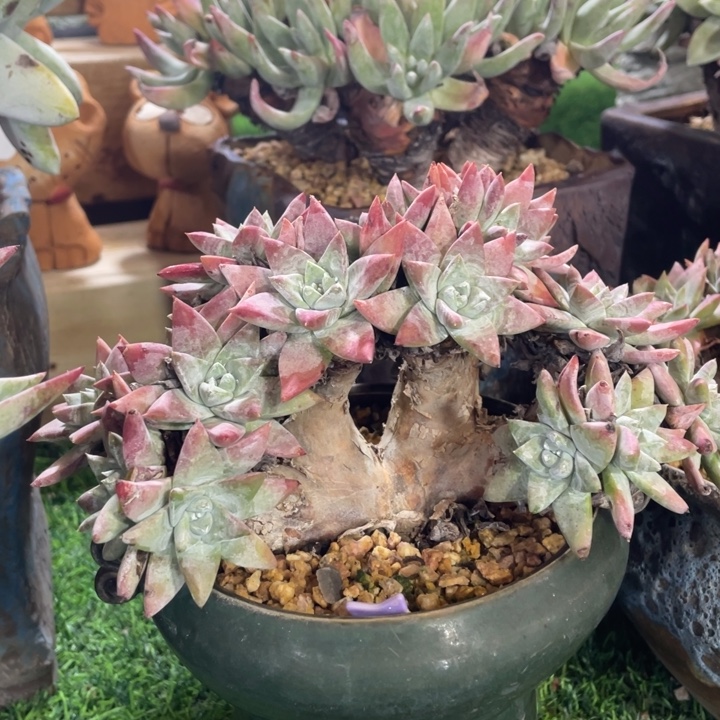 白菊苹果叶群生福利