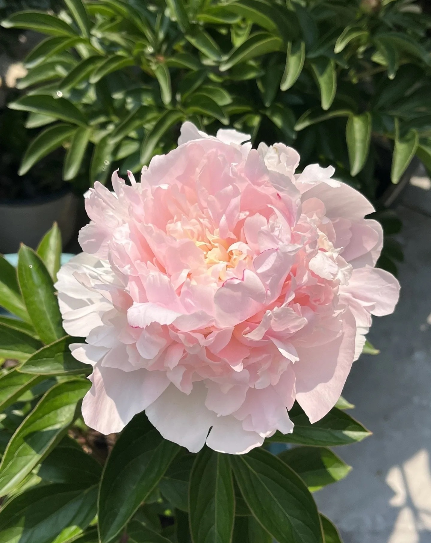 【福利混色芍药】精品1-2芽福利芍药