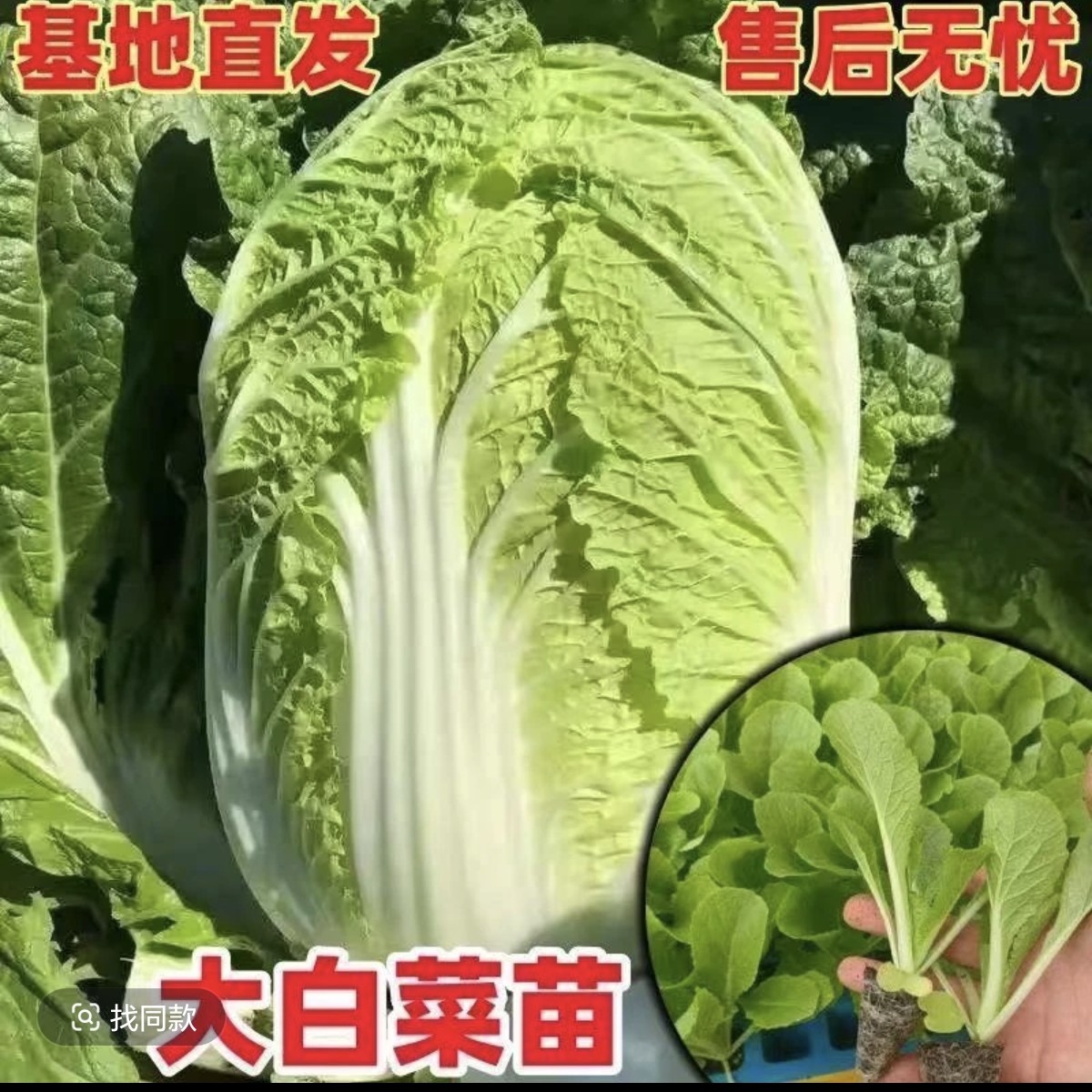耐寒抗冻大白菜秧苗，叶色绿，内叶嫩黄，叶球柱状，品质佳，高产，脆甜