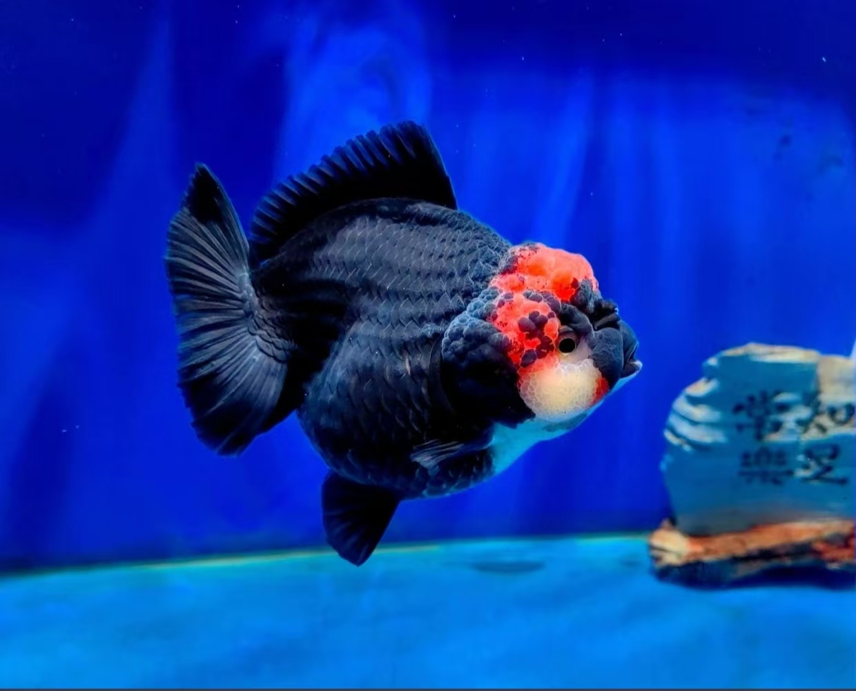 精品泰狮冷水观赏鱼