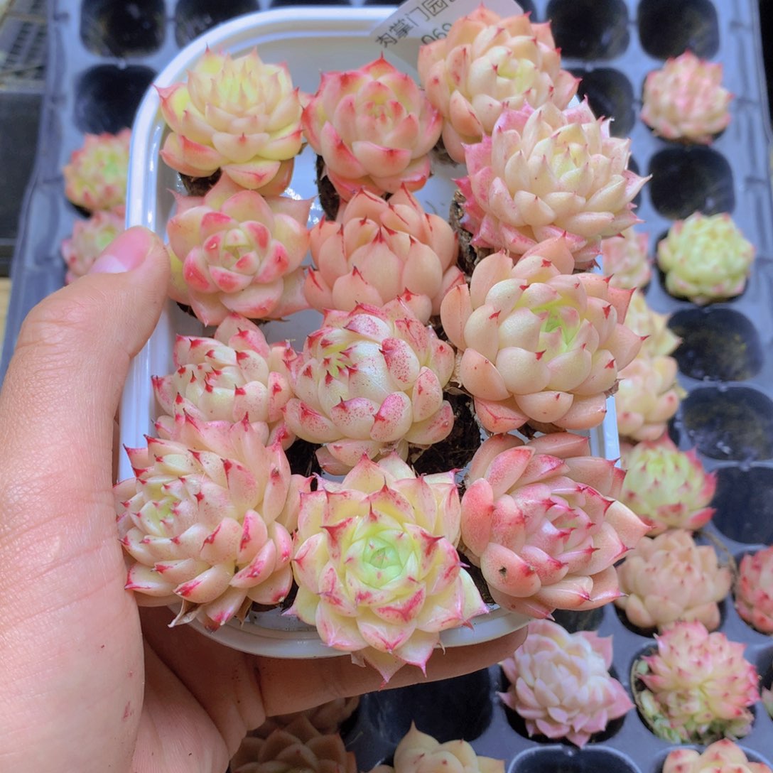 我要去看你了啊069