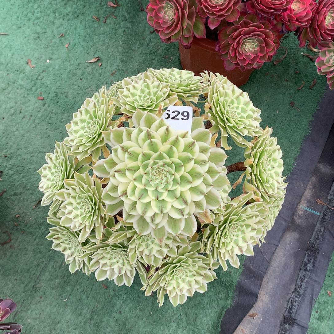 529.碧浪多肉植物