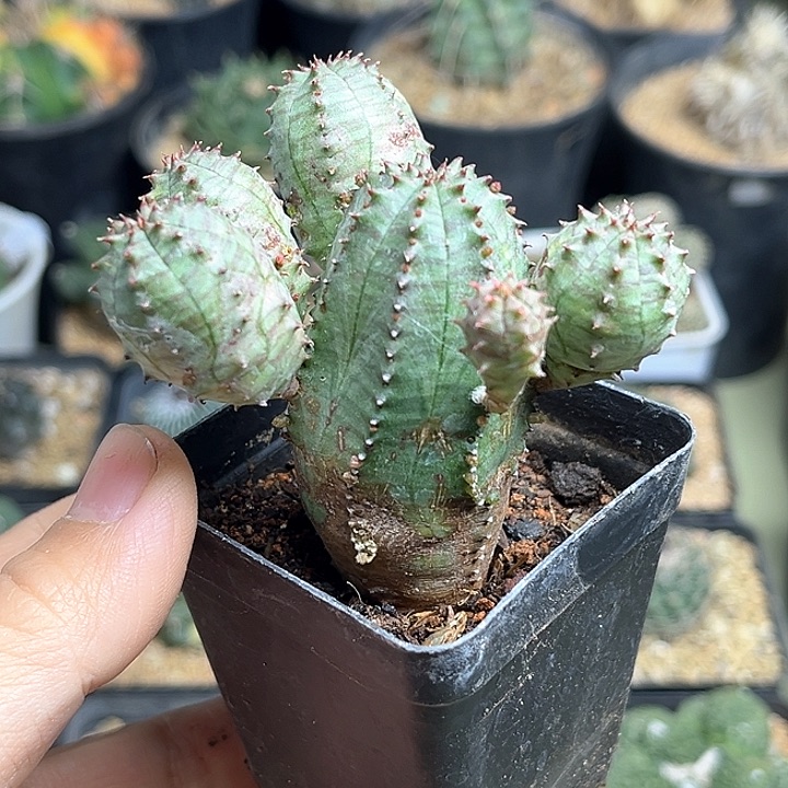 泰系布纹球，子吹布纹球