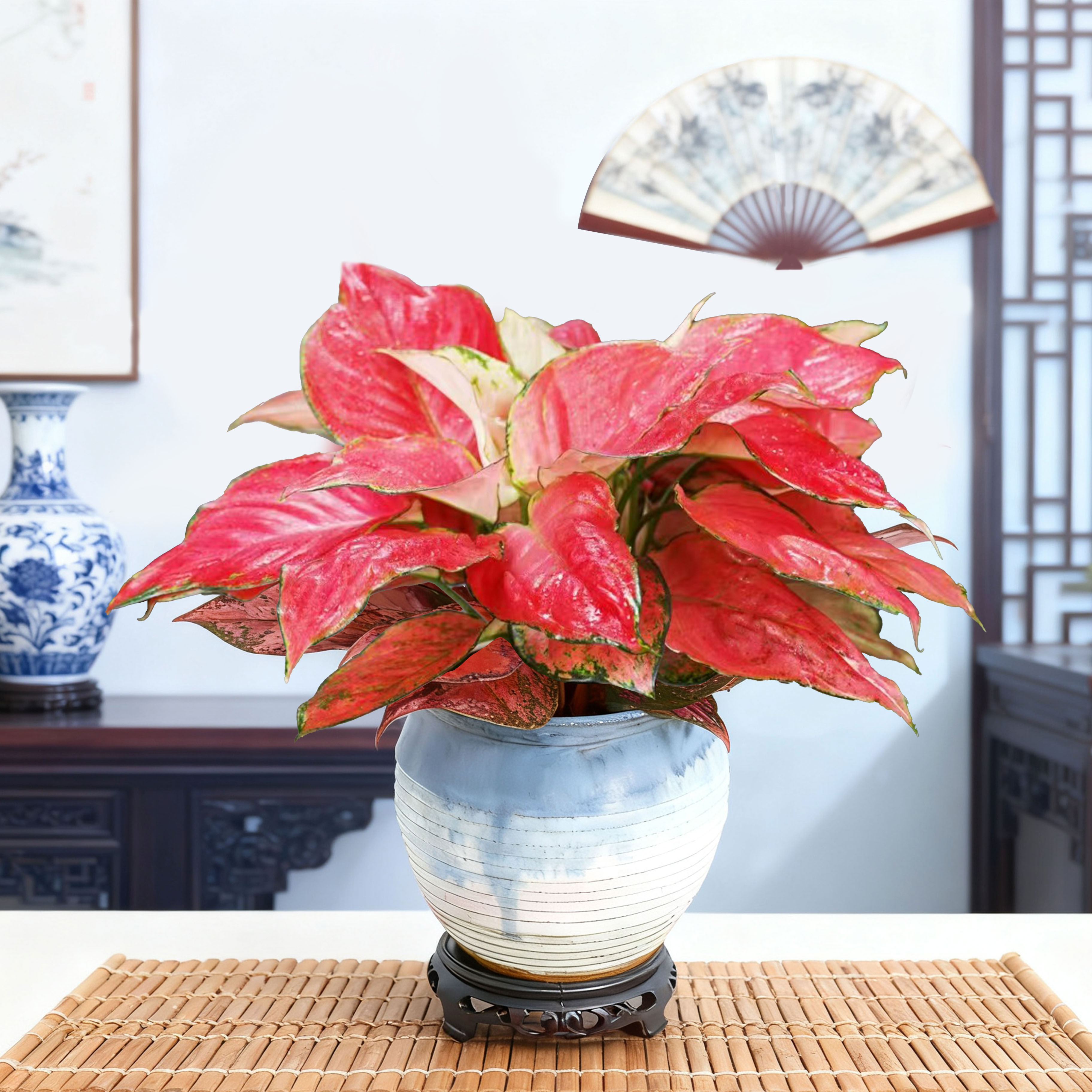 带白色陶瓷盆吉利红盆栽水培如意室内绿植办公室桌面花卉植物水养