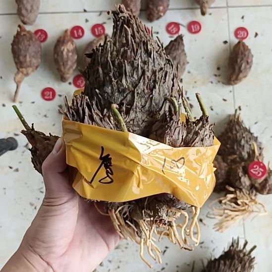 完全开放白鳞铁 半卖半送