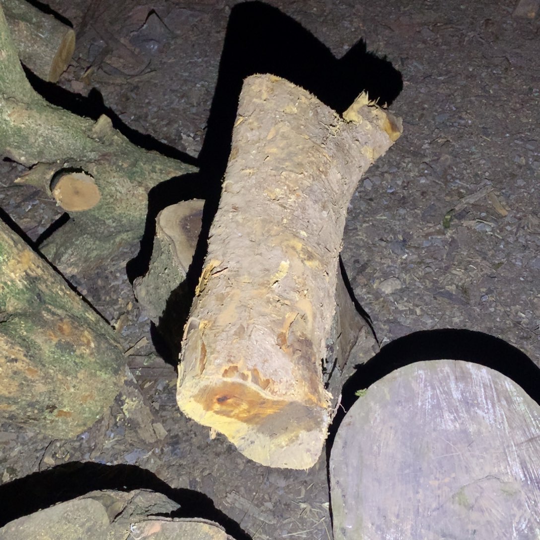 人***邓小叶桢楠金丝楠木