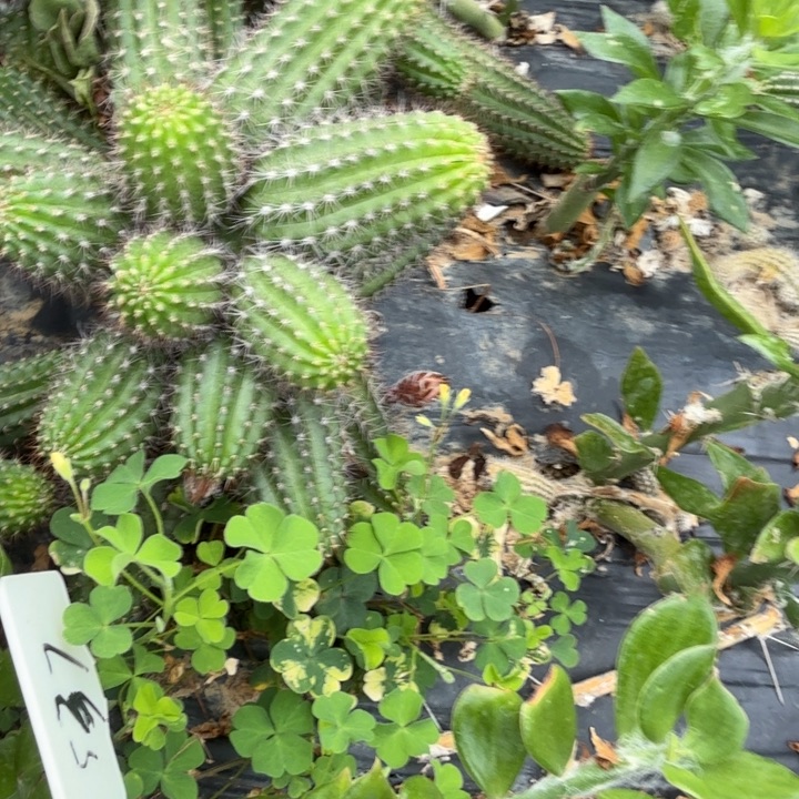 茶***籽矮胖白檀537群生275