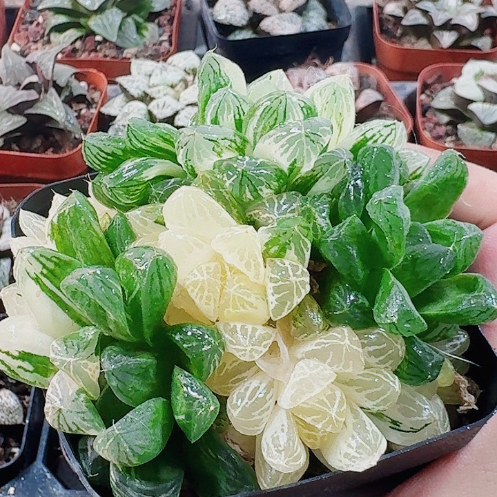 无花朵十二卷 实生玉露锦 