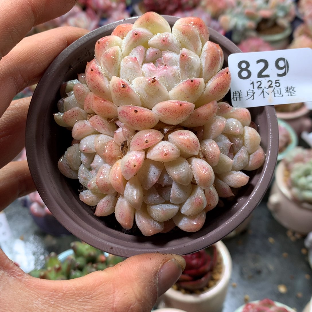 精控拇指盆12.25829