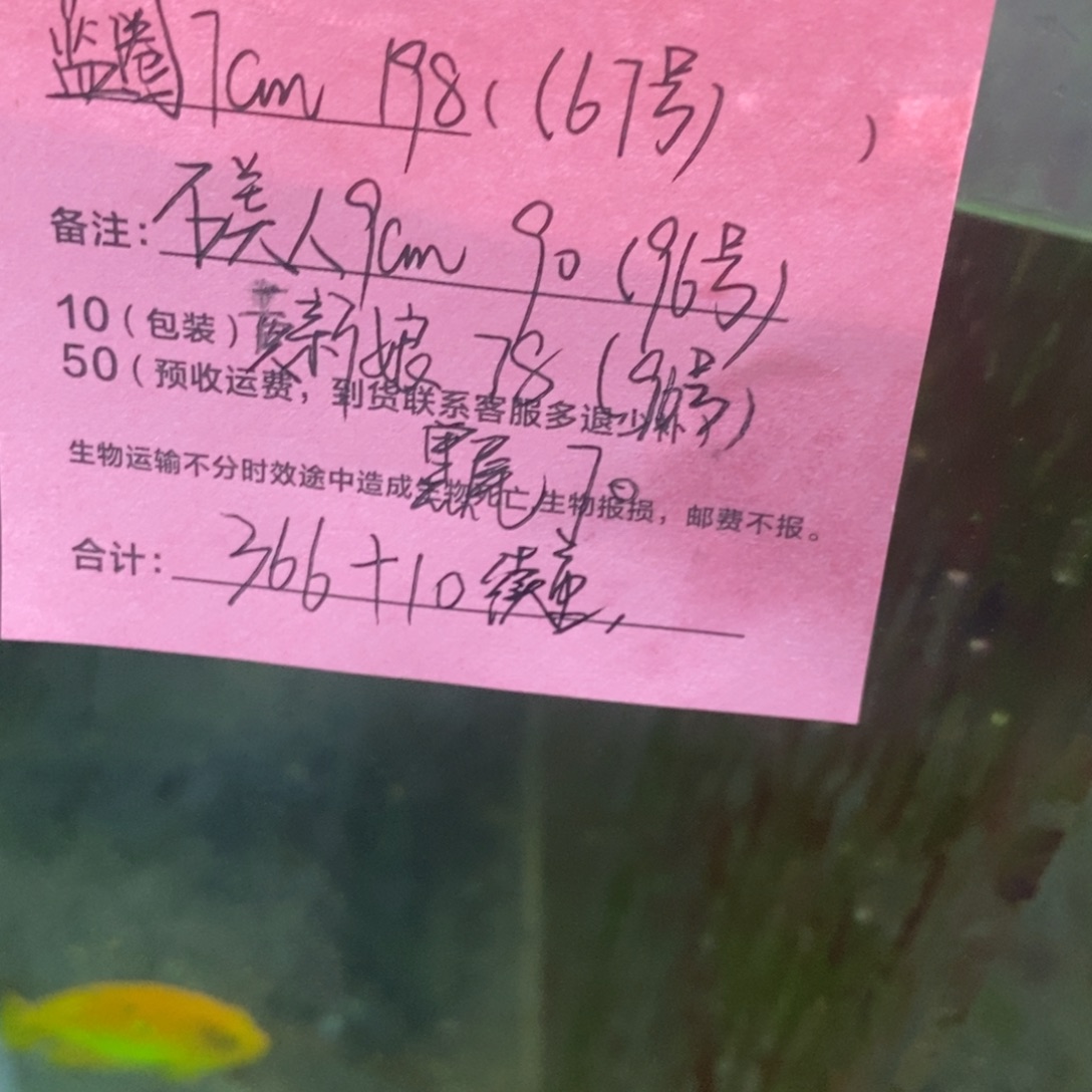 海水鱼黑尾仙➕10续重