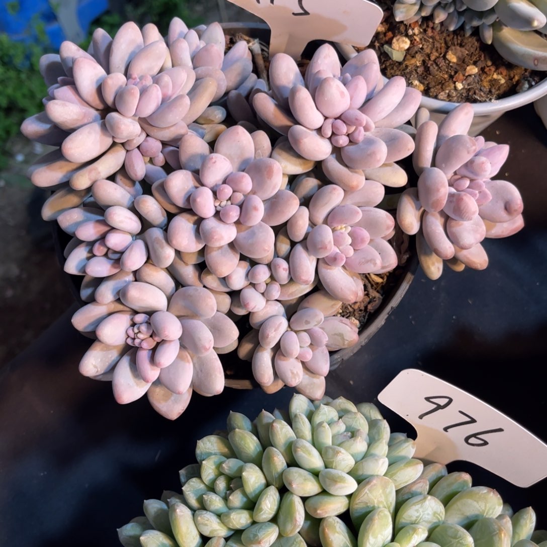 J***粥老阿姨一物一拍115