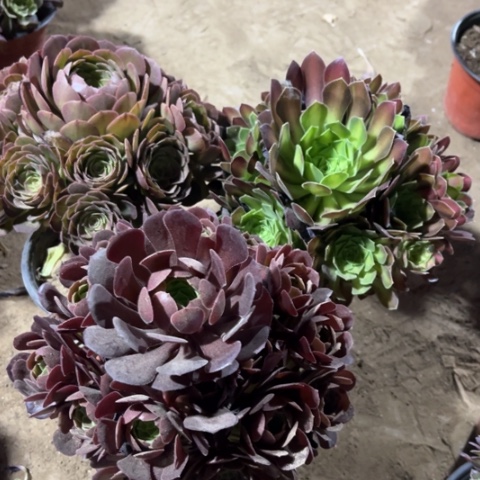 461多肉植物组合