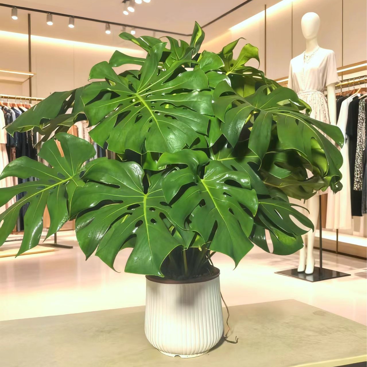 【好货】龟背竹大叶开背盆栽客厅绿植土培水培净化空气四季常青cl1