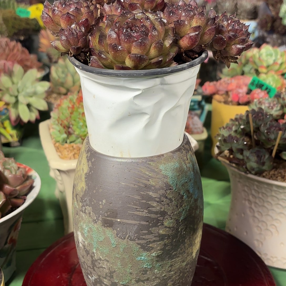 暗黑水晶多肉植物啦啦啦