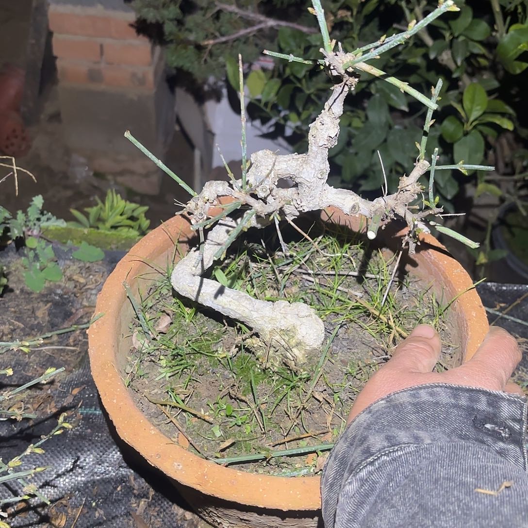 言***声迎春花一颗脱盆发货