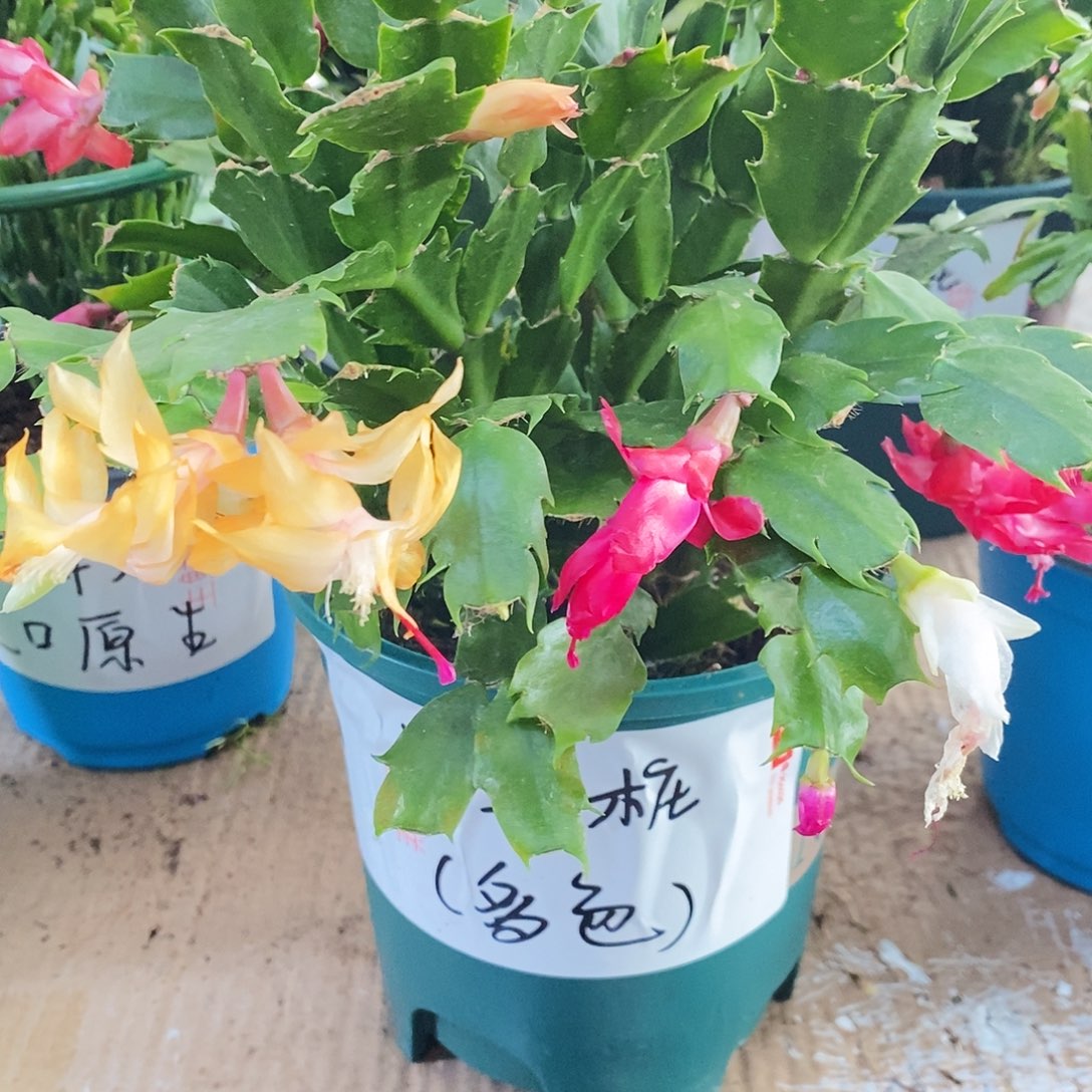 无花朵4年老桩多色1盆