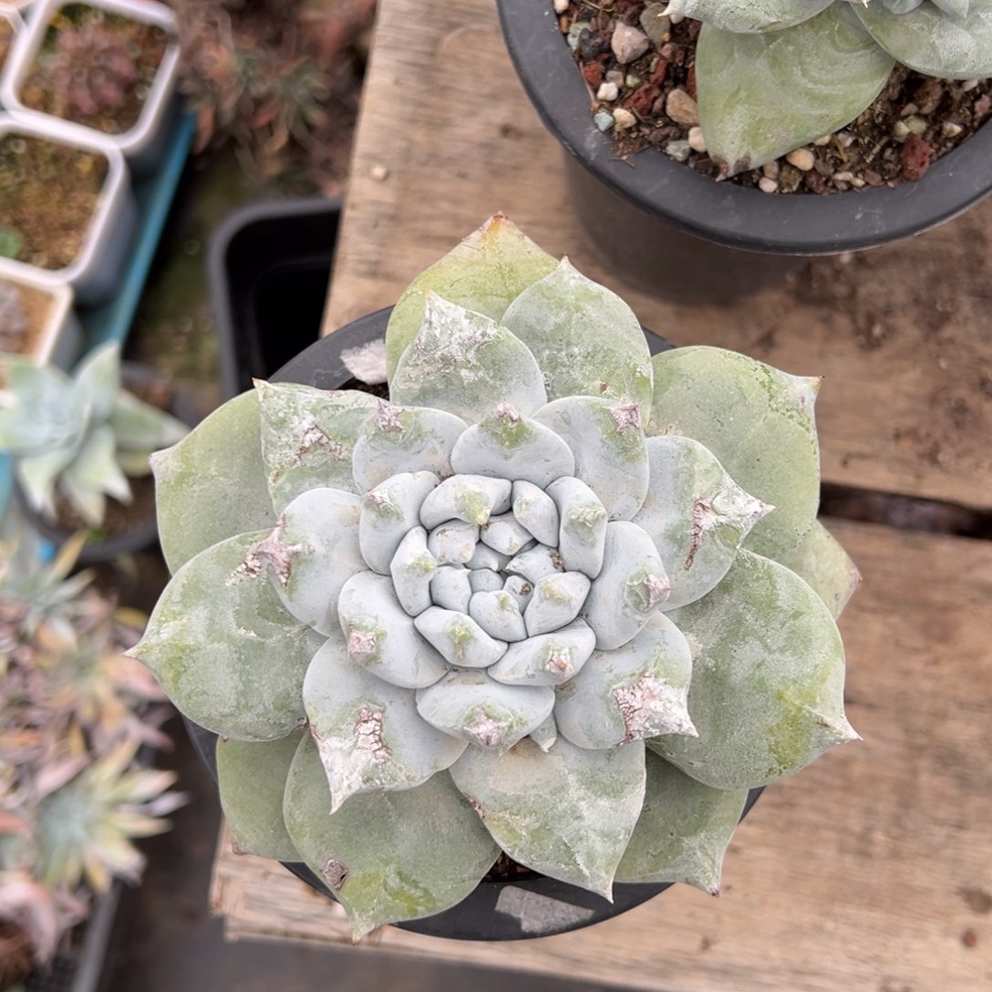 2768牡丹苹果叶哈哈哈哈哈哈