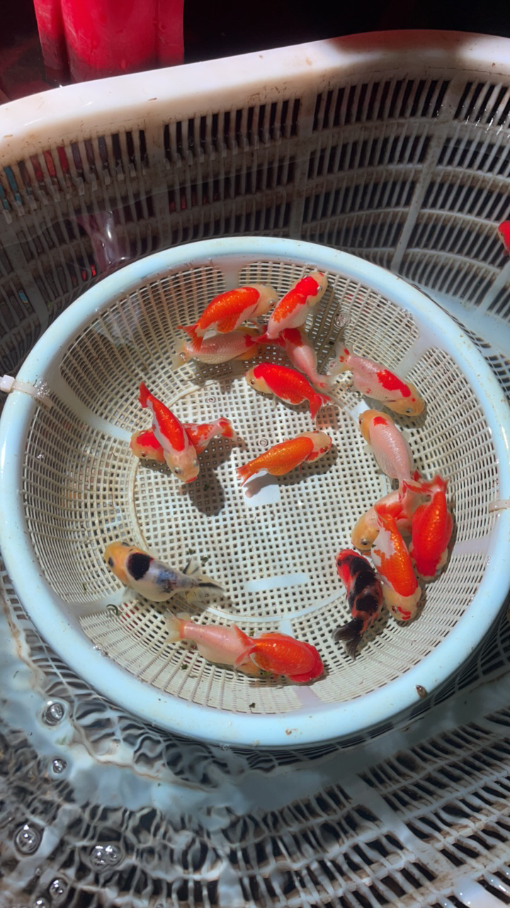 12-13cm优质兰寿亚成一只