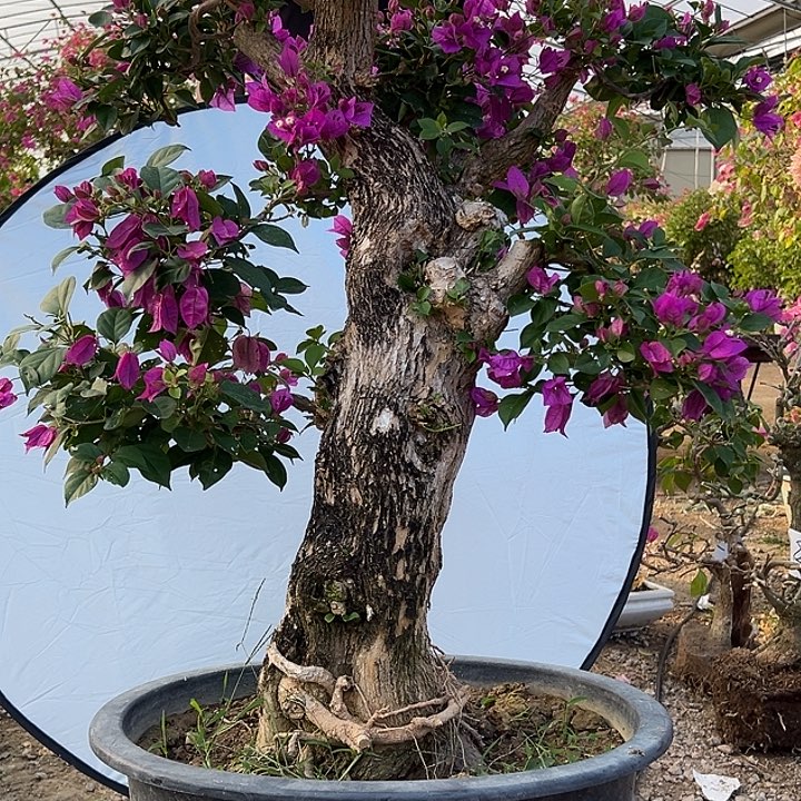 完全开放科***柒水晶玻璃