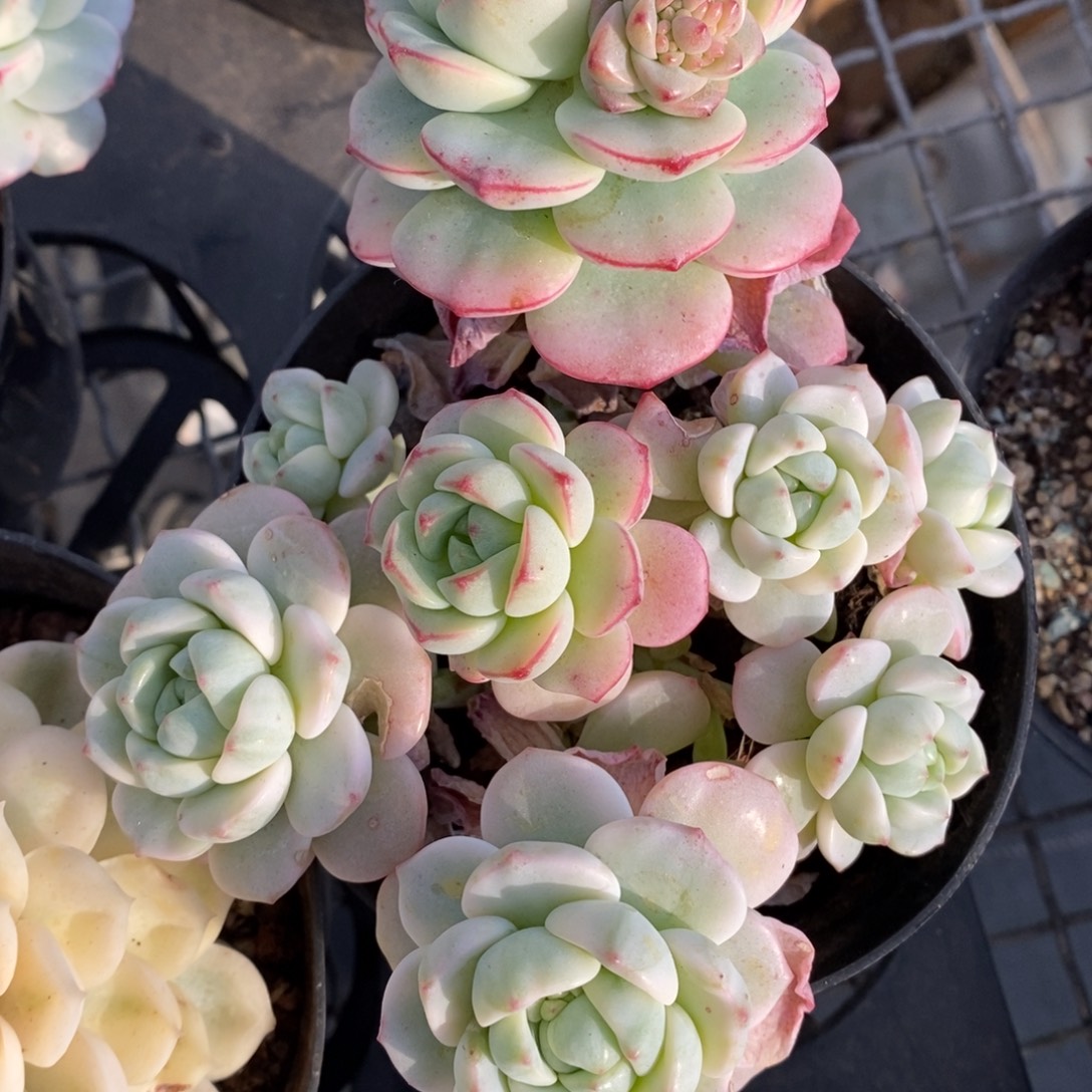 香草锦群生一物一拍