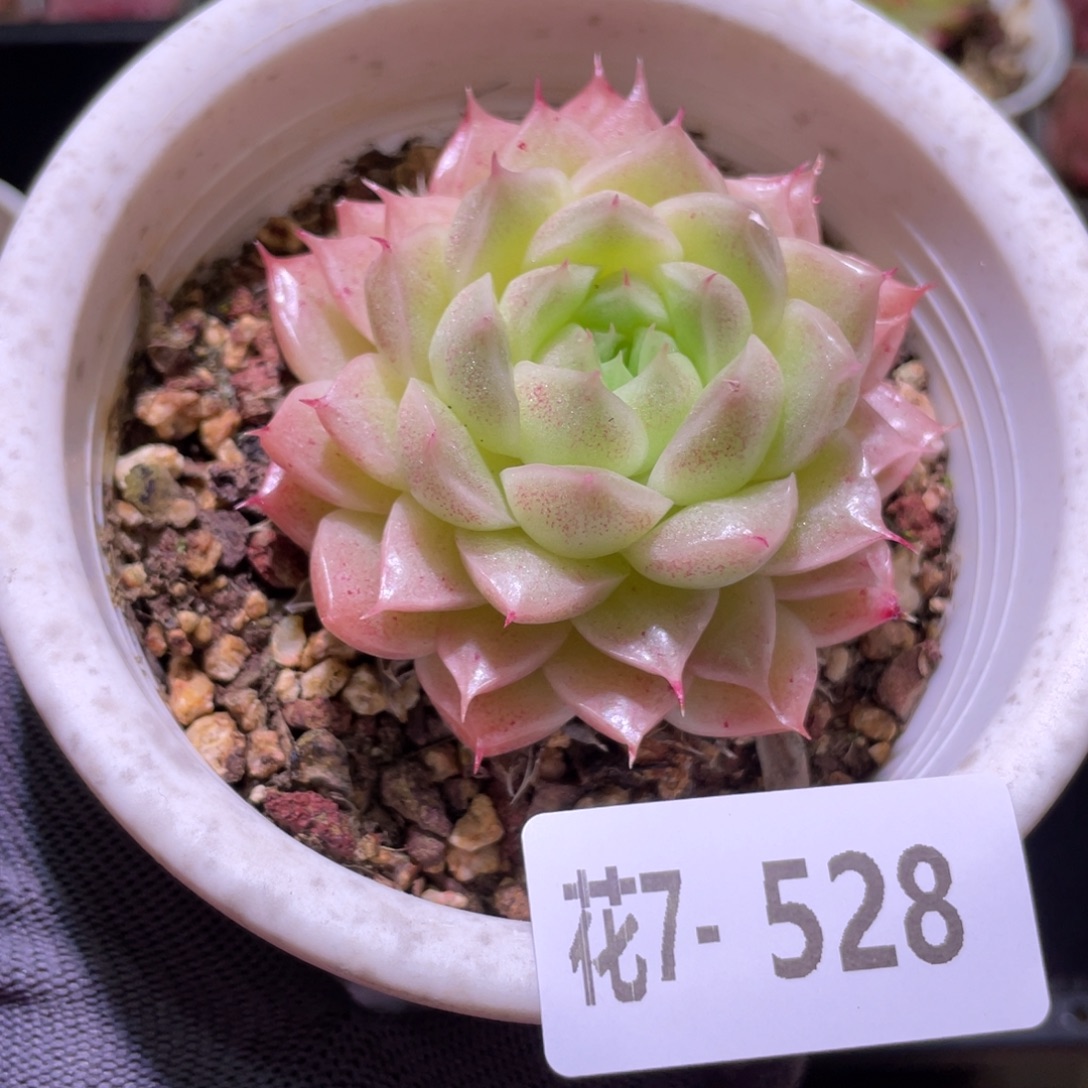 花利美7-528麦秆  