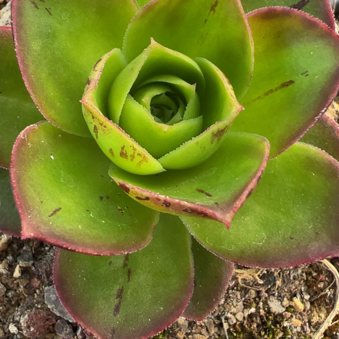 HR516胭霞变异捡漏