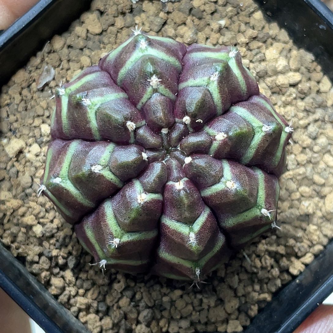无花朵泰系实生根，梦想
