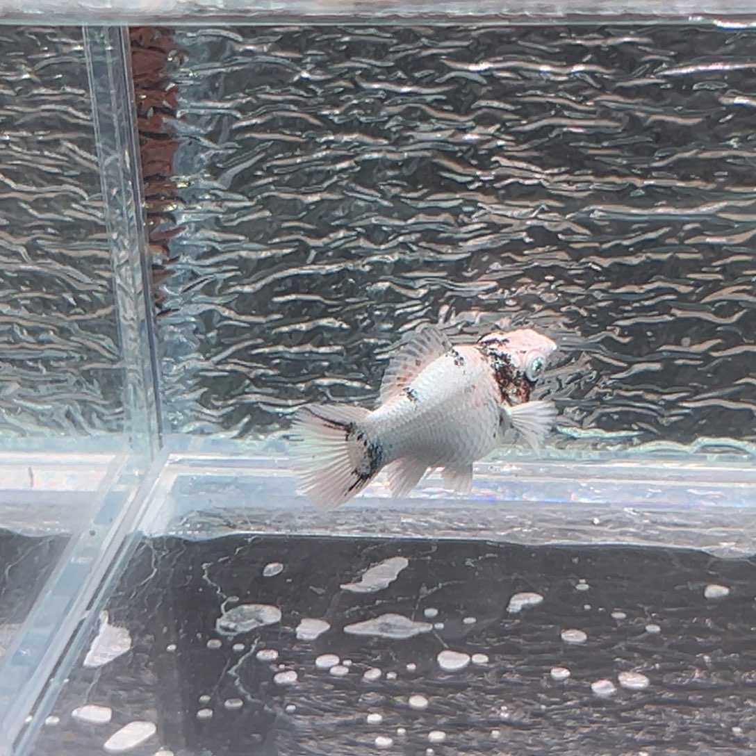 孔雀鱼玛丽鱼一条红头母