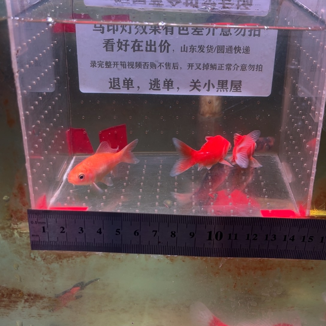 海水鱼392号短尾草金鱼一组