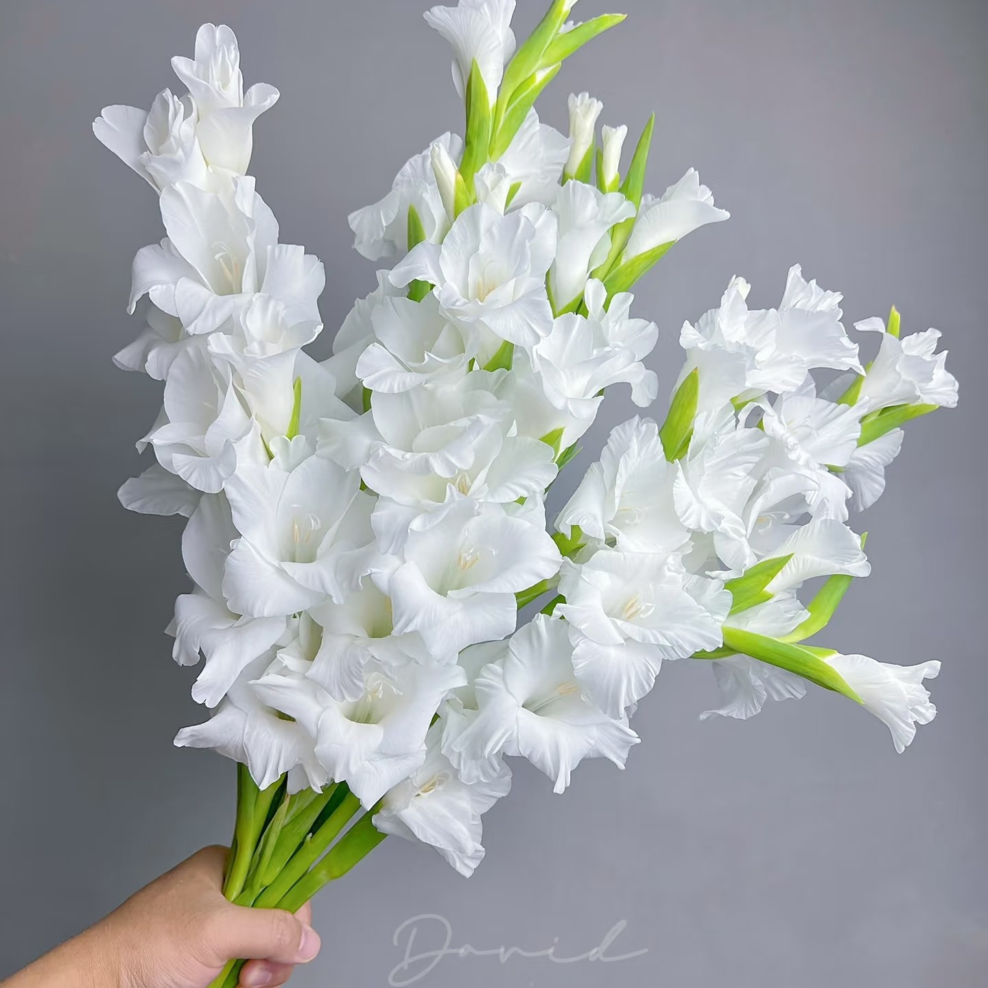 5支高品质白色剑兰「代表节节高升，越来越好」