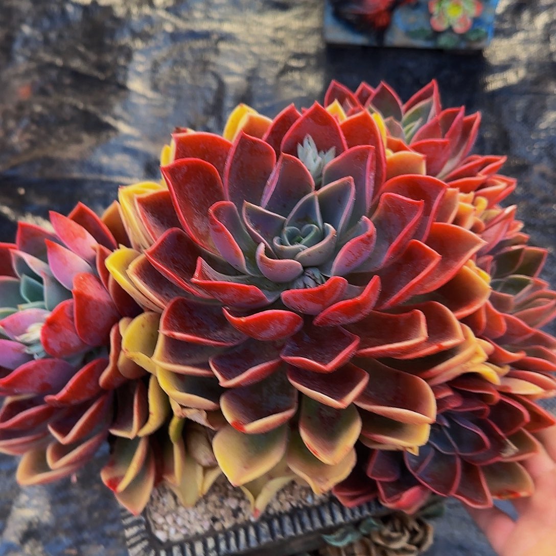 紫*Z嗯嗯哦哦哦哦哦我哦哦哦