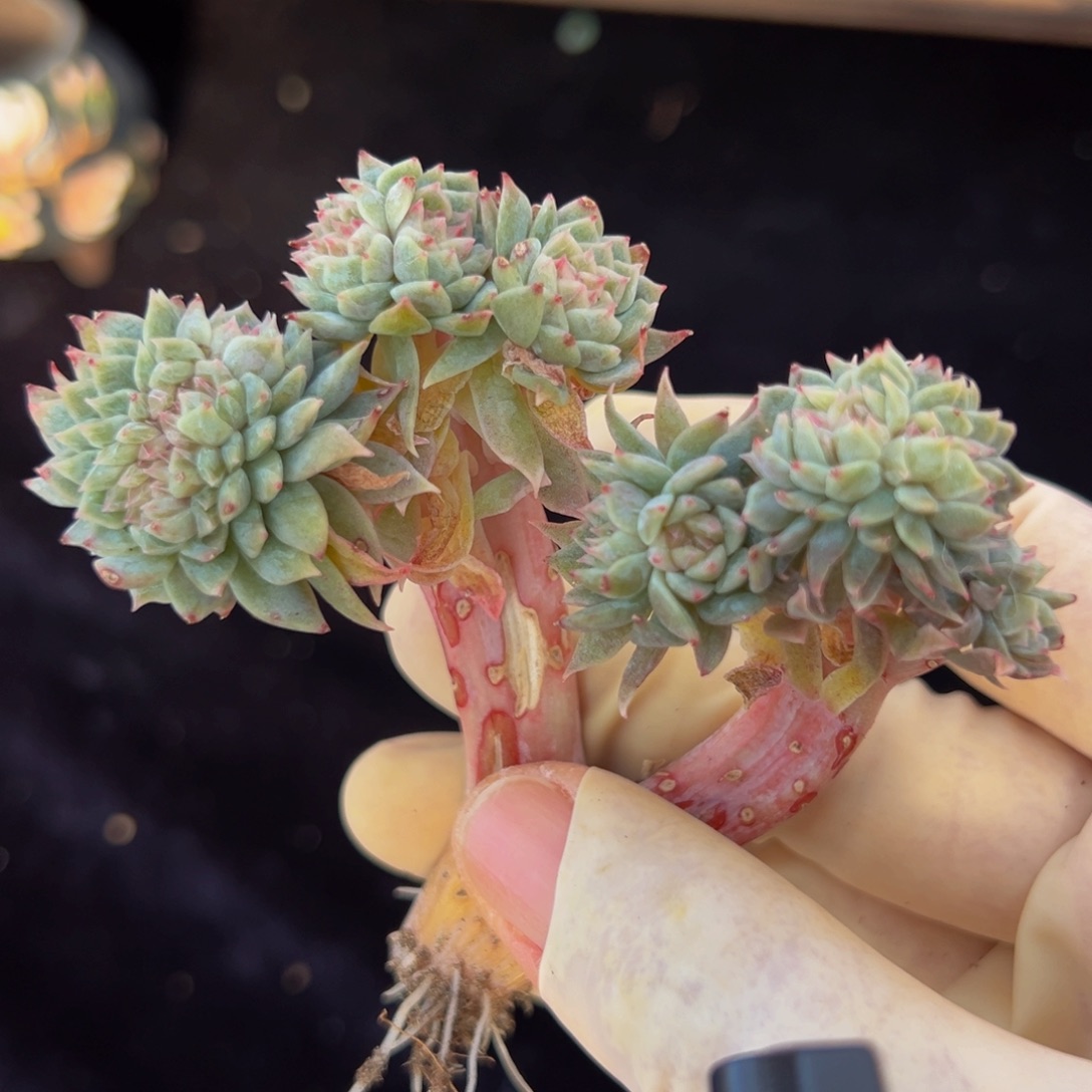 汤***?新年快乐 新年快乐 新年快乐