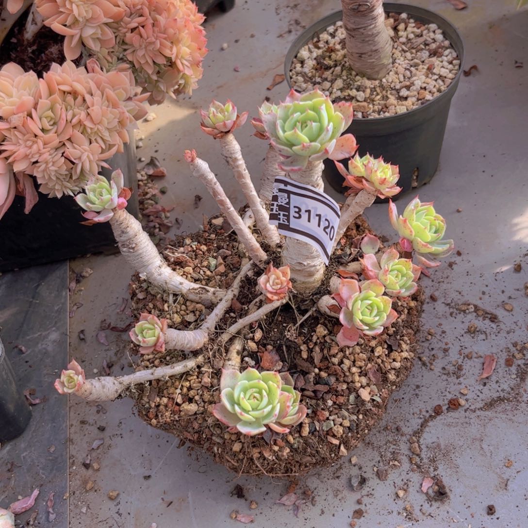 海啸多肉植物31120