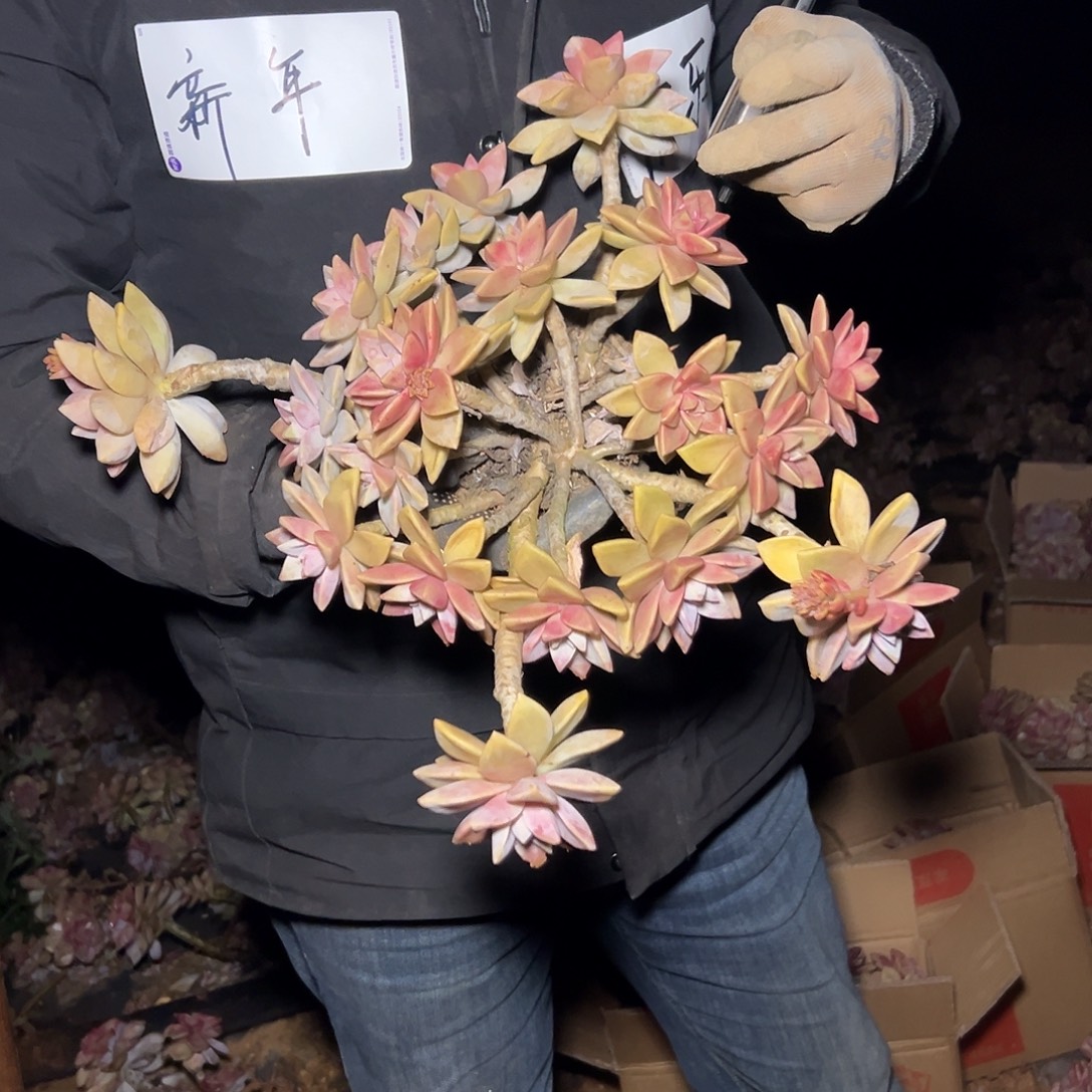 紫雾多肉一棵发货