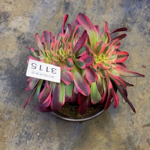 美杜莎多肉植物3115